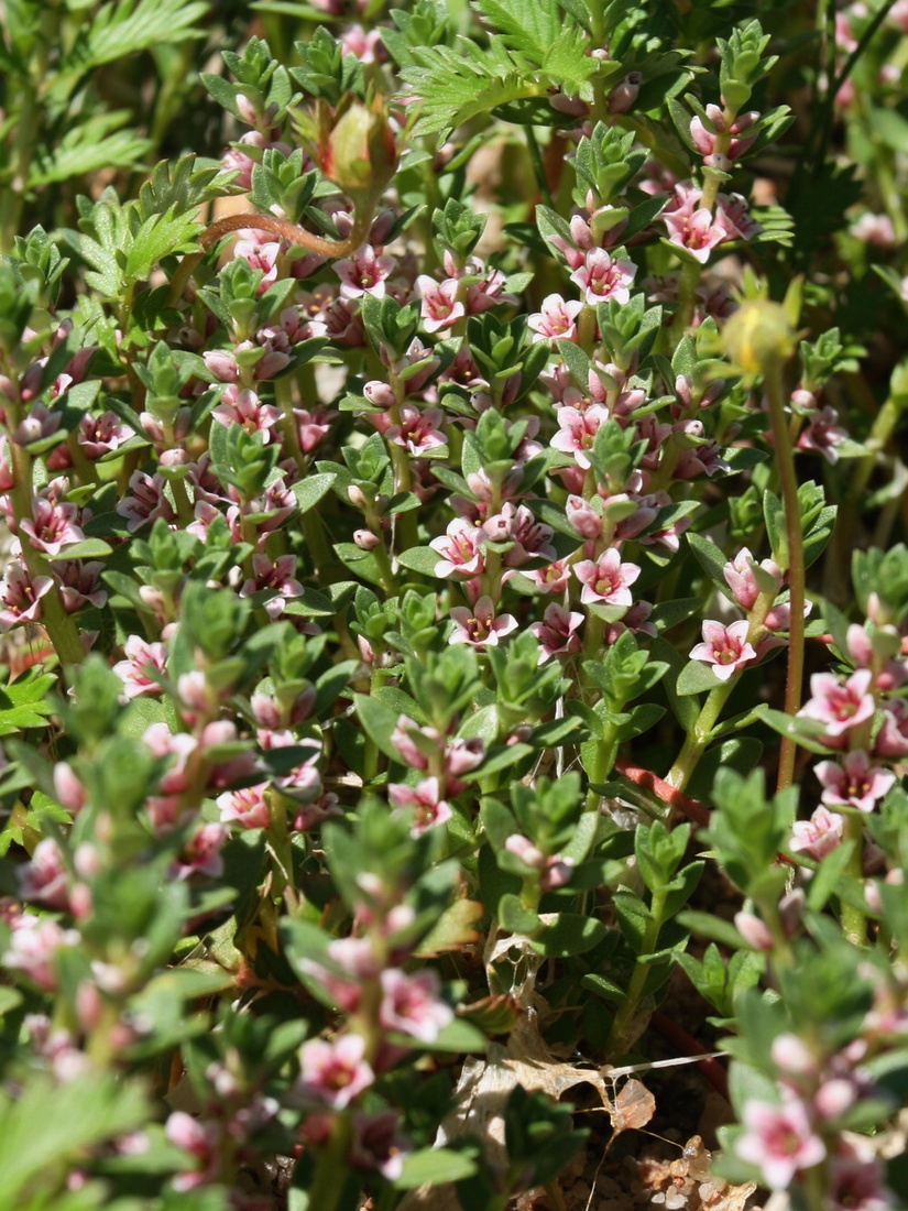 Image of Glaux maritima specimen.