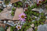 Waldheimia tridactylites