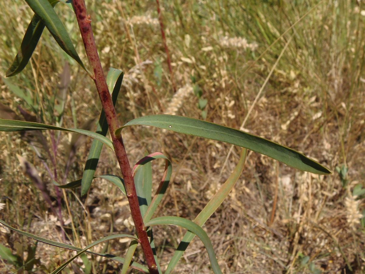 Image of Euphorbia esula specimen.