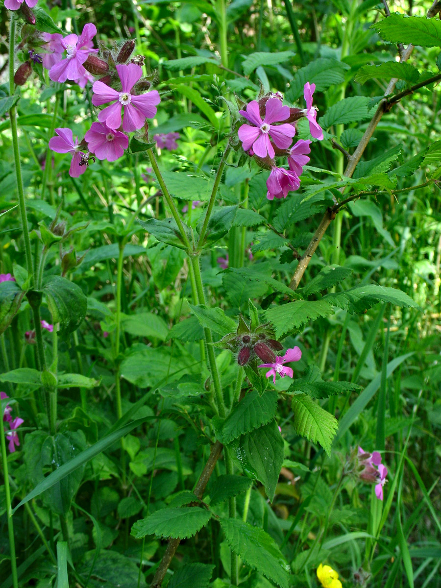 Изображение особи Melandrium dioicum.