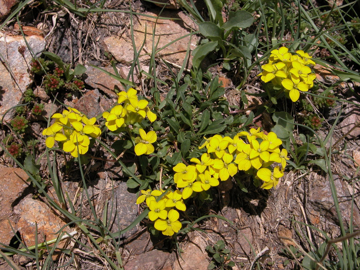 Image of Erysimum gelidum specimen.