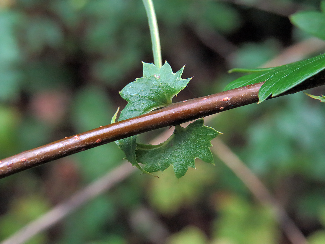 Image of Crataegus monogyna specimen.