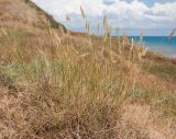 Agropyron pectinatum. Плодоносящее растение. Краснодарский край, Темрюкский р-н, мыс Железный Рог, остепнённый приморский склон. 20.06.2015.