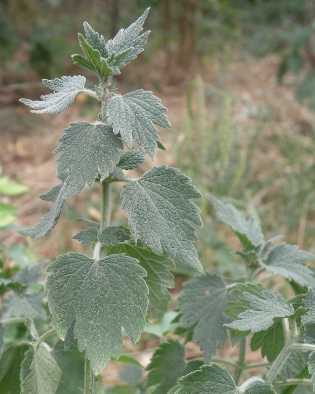 Изображение особи Leonurus quinquelobatus.