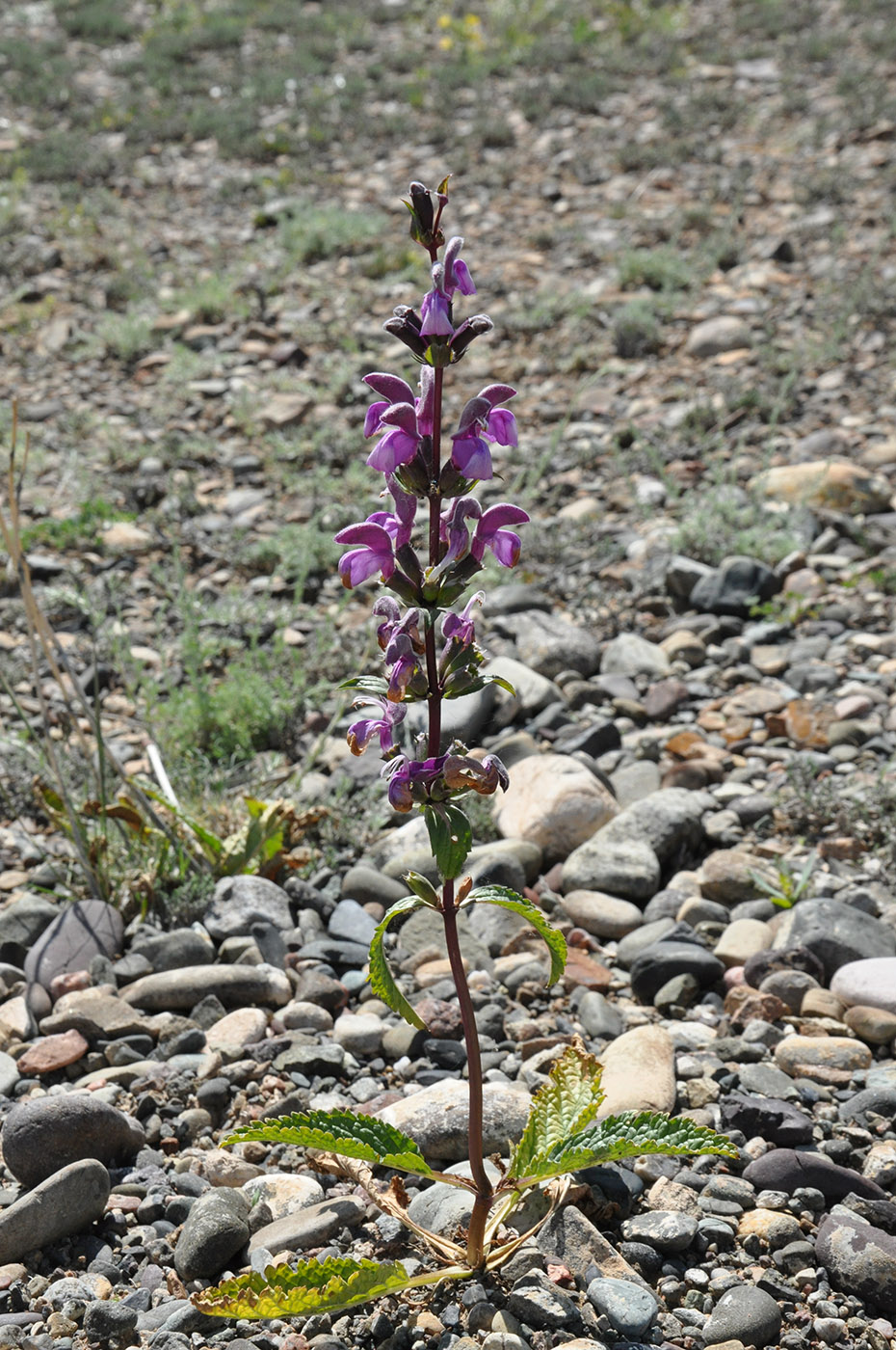 Изображение особи Phlomoides zenaidae.