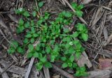 Stellaria media
