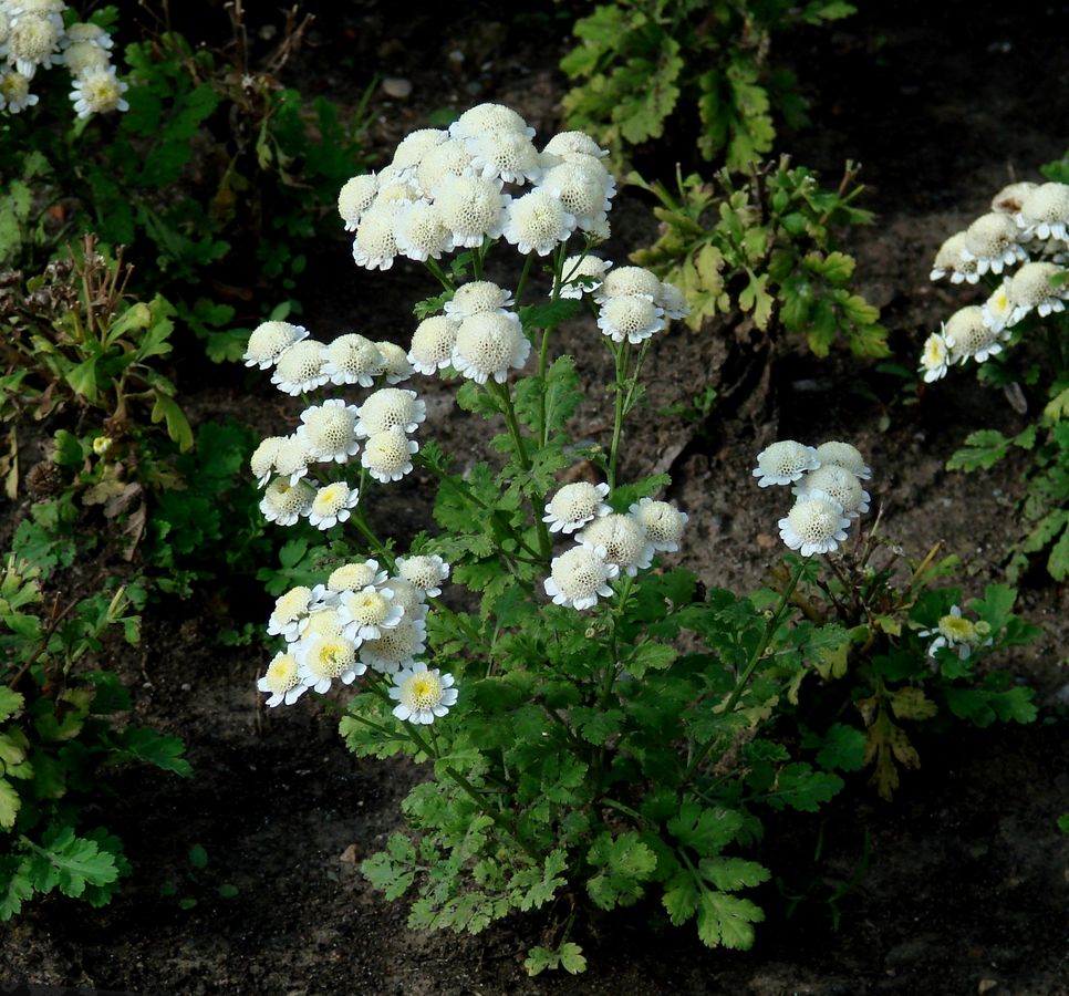 Изображение особи Pyrethrum parthenium.