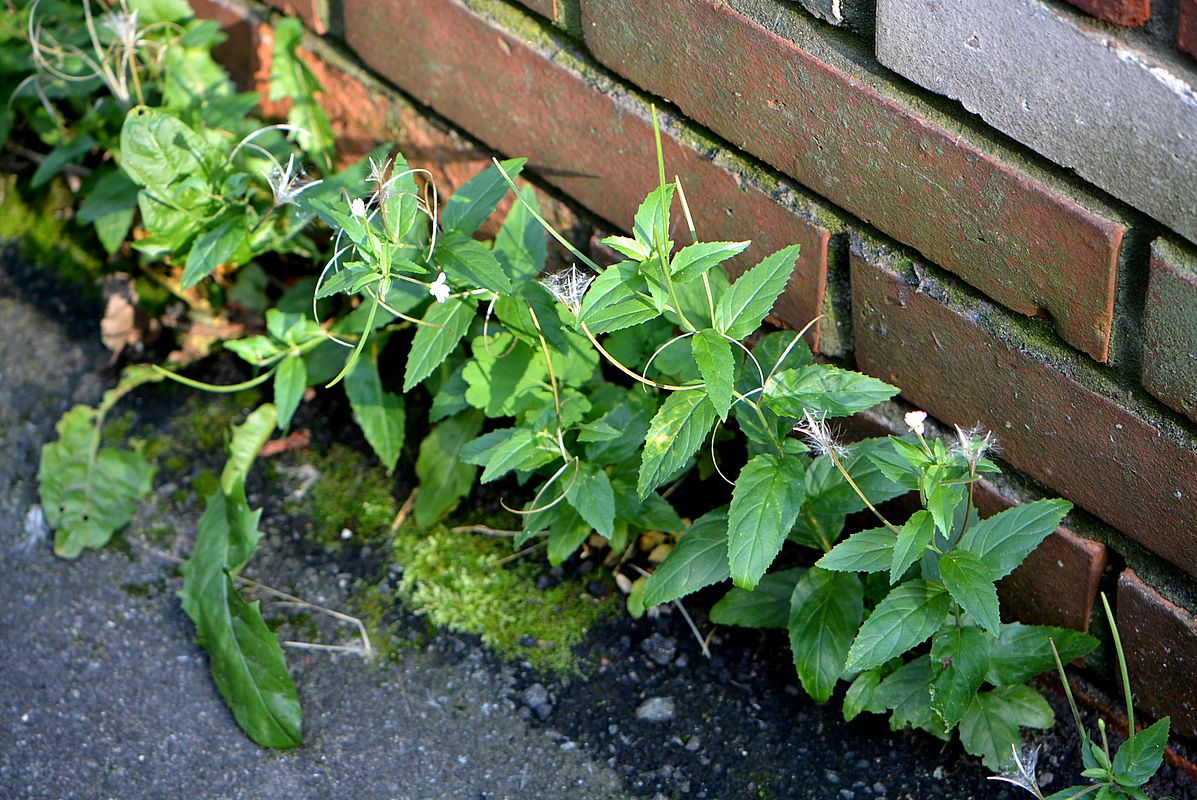 Изображение особи Epilobium pseudorubescens.