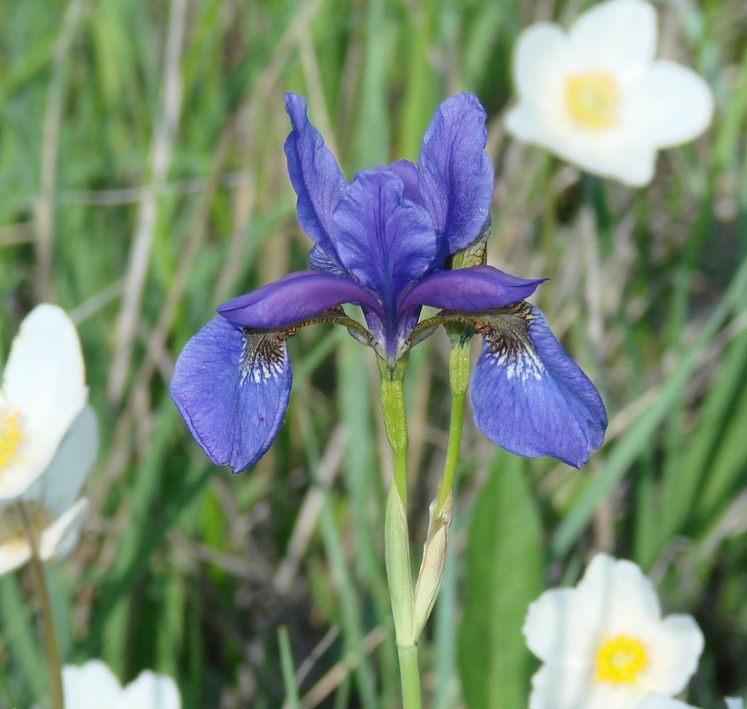 Изображение особи Iris sanguinea.