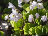 Oxalis acetosella