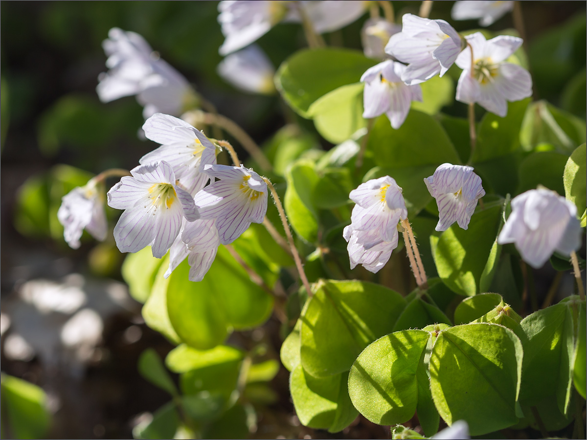 Изображение особи Oxalis acetosella.