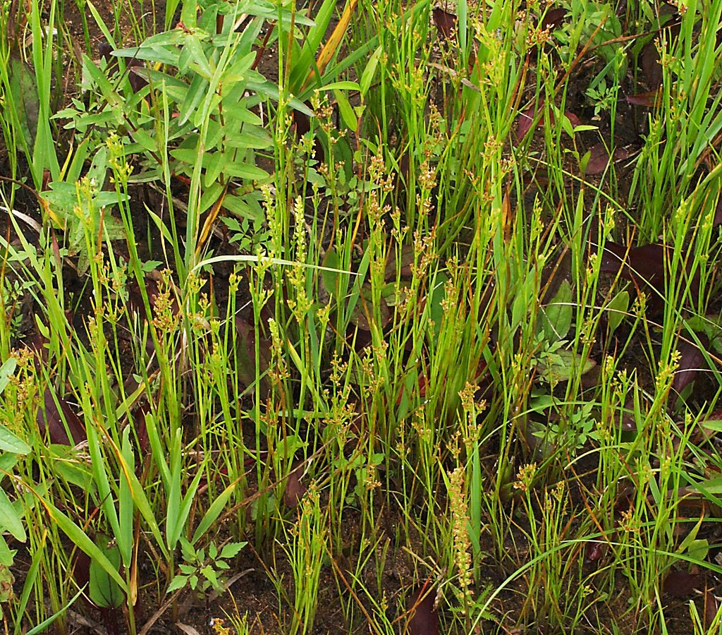 Изображение особи Juncus articulatus.