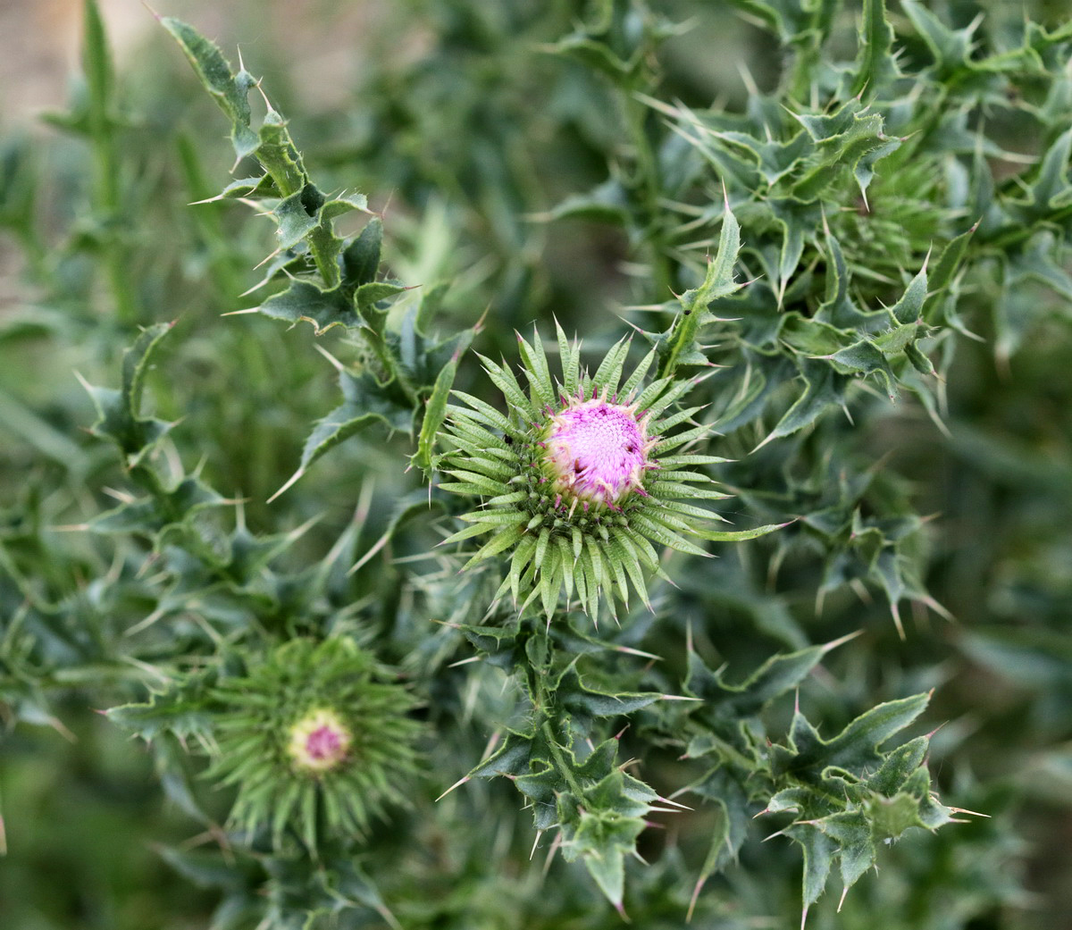 Image of Carduus acanthoides specimen.