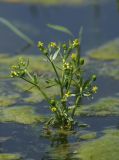 Ranunculus sceleratus