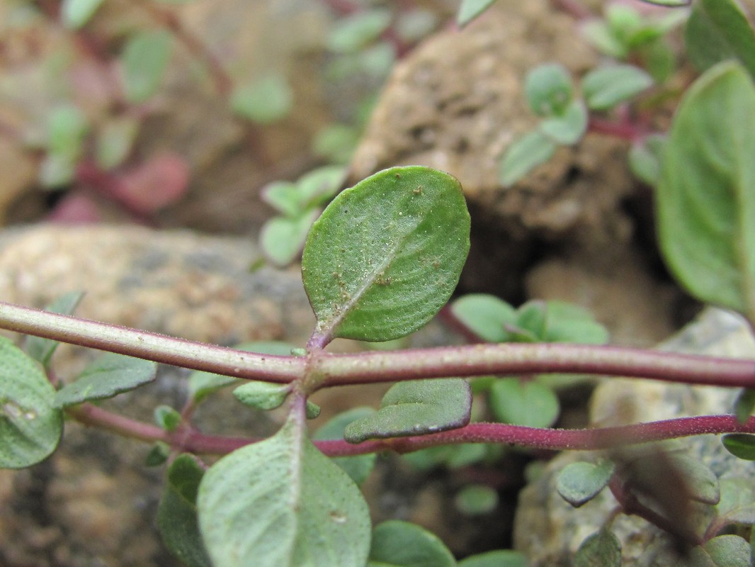 Изображение особи Ziziphora puschkinii.