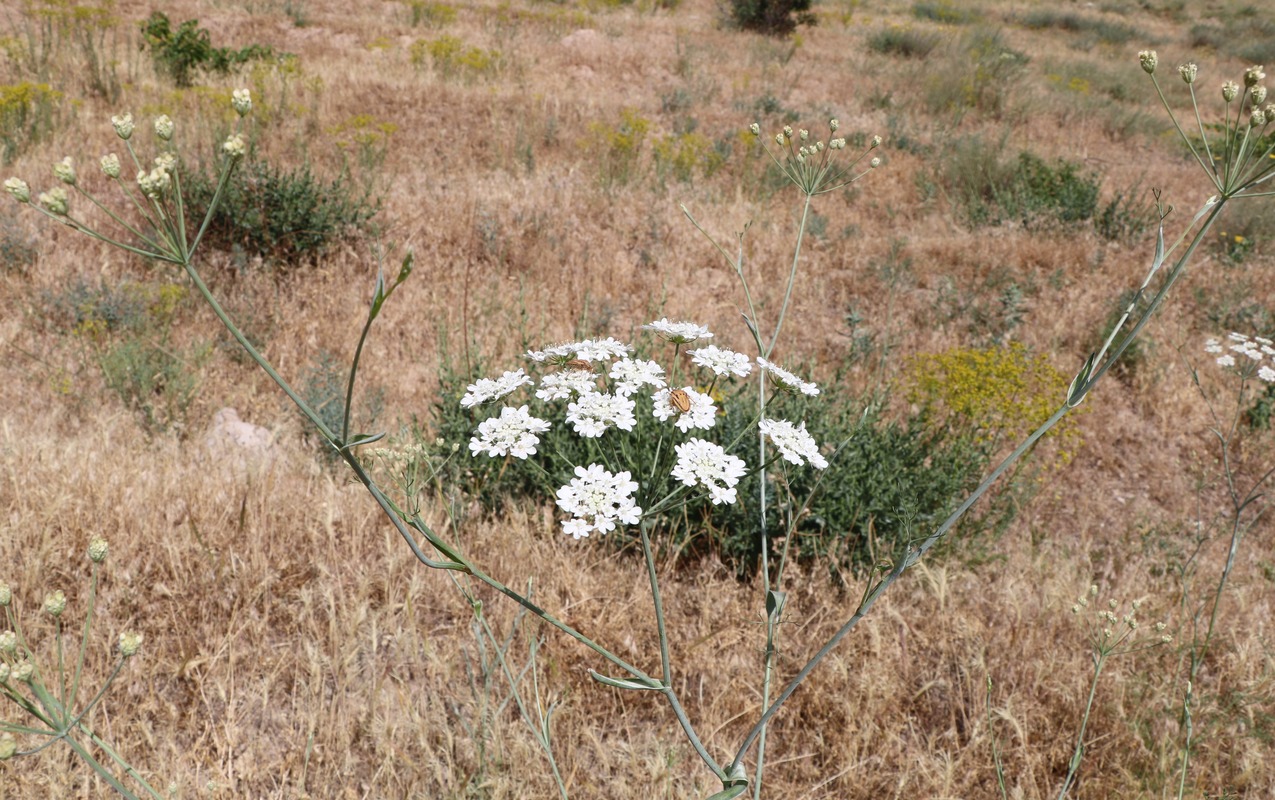 Изображение особи семейство Apiaceae.