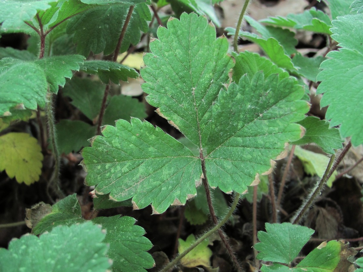 Изображение особи Potentilla micrantha.