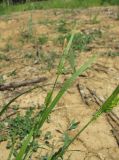 Carex pallescens. Верхушка побега с отцветающими колосками. Краснодарский край, Абинский р-н, юж. окр. ст-цы Холмская, вырубка. 20.05.2020.