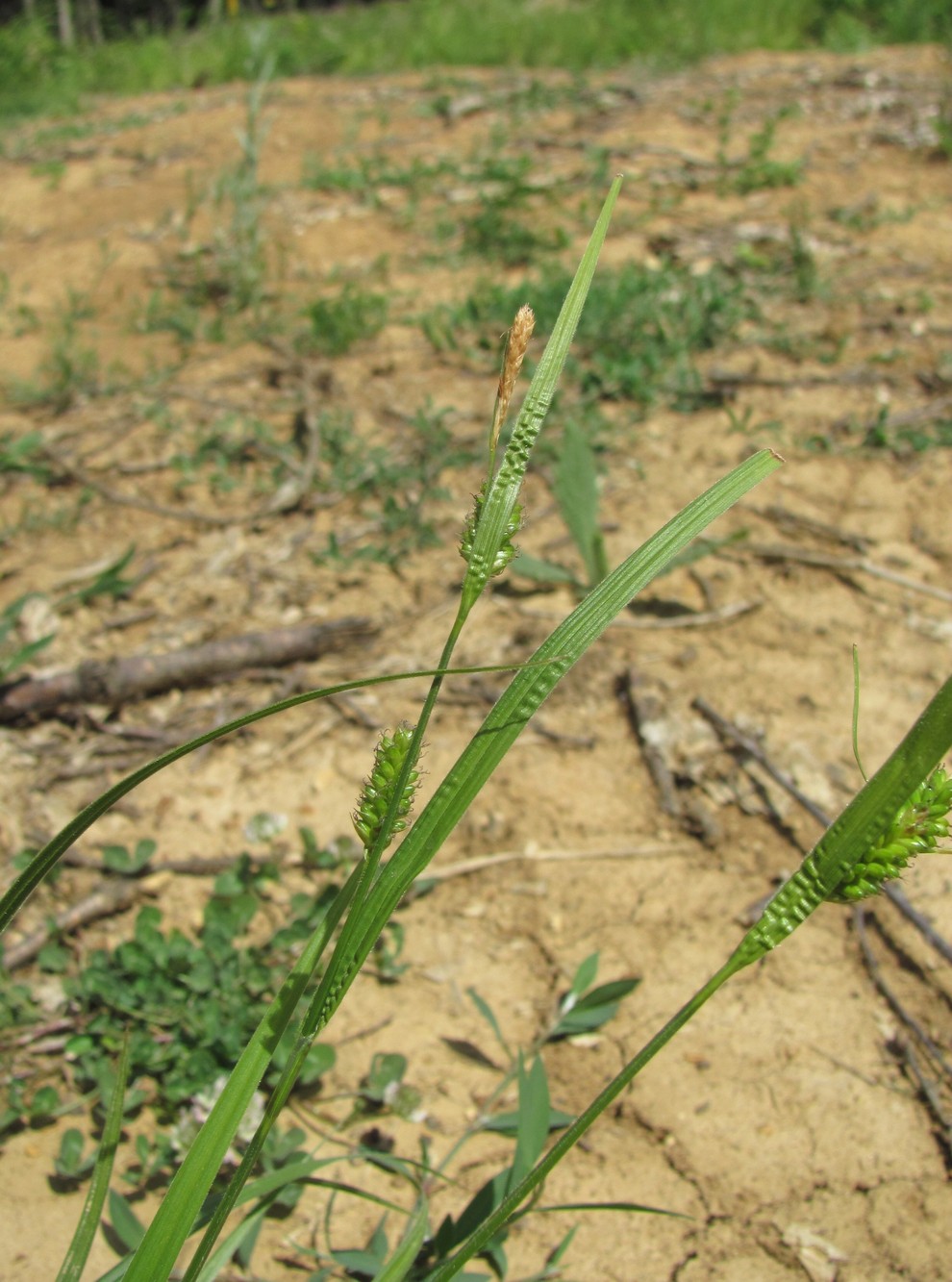 Image of Carex pallescens specimen.