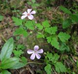 Geranium robertianum