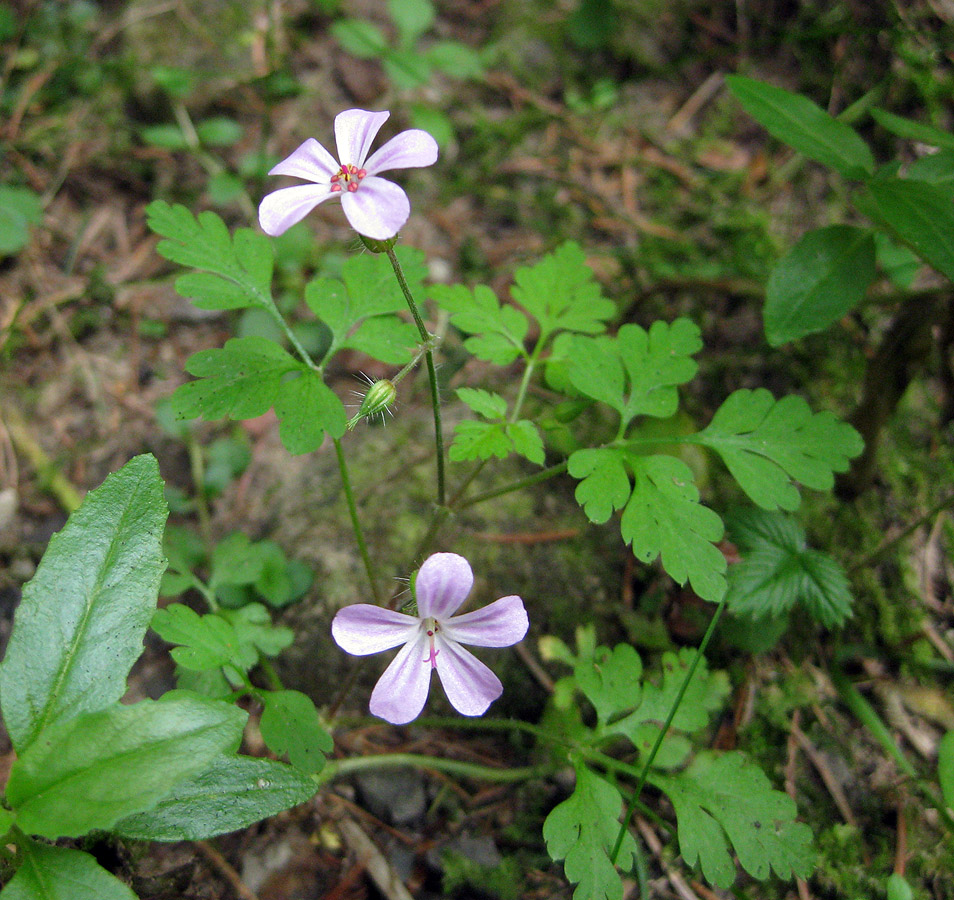 Изображение особи Geranium robertianum.