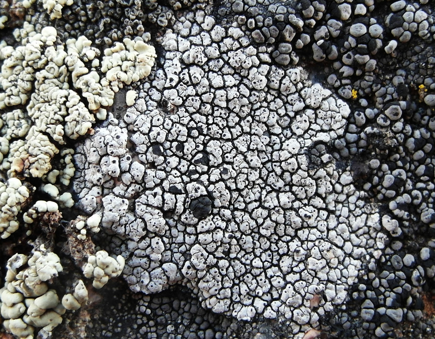 Image of Lecidea tessellata specimen.