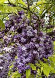 Wisteria sinensis