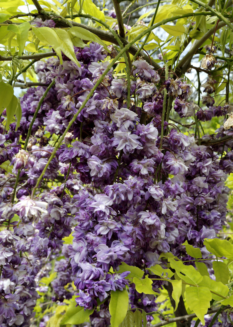 Изображение особи Wisteria sinensis.