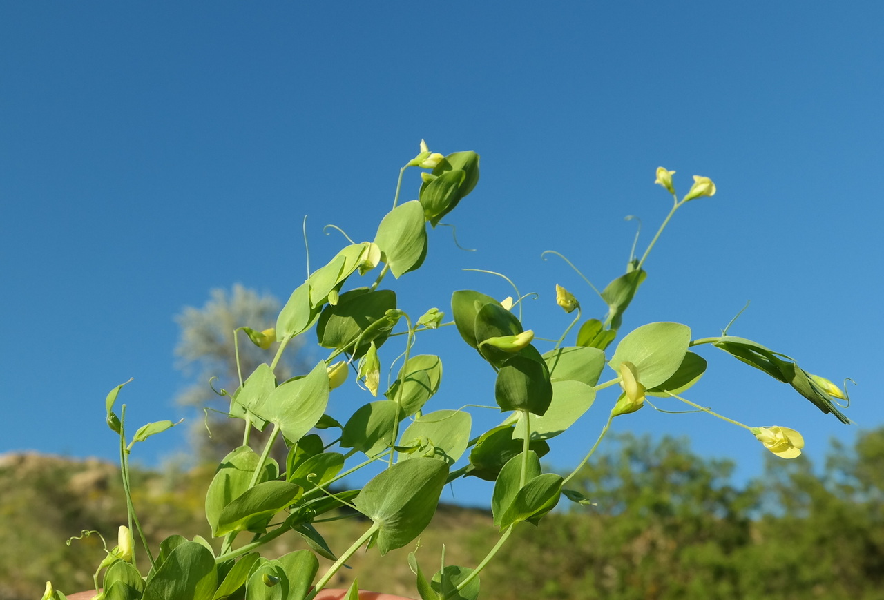 Изображение особи Lathyrus aphaca.