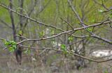 род Malus. Верхушка ветви с распускающимися листьями. Самарская обл., Ставропольский р-н, окр. с. Ширяево, гора Попова, заросли кустарников на склоне. 02.05.2021.