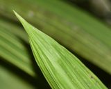 Sudamerlycaste locusta