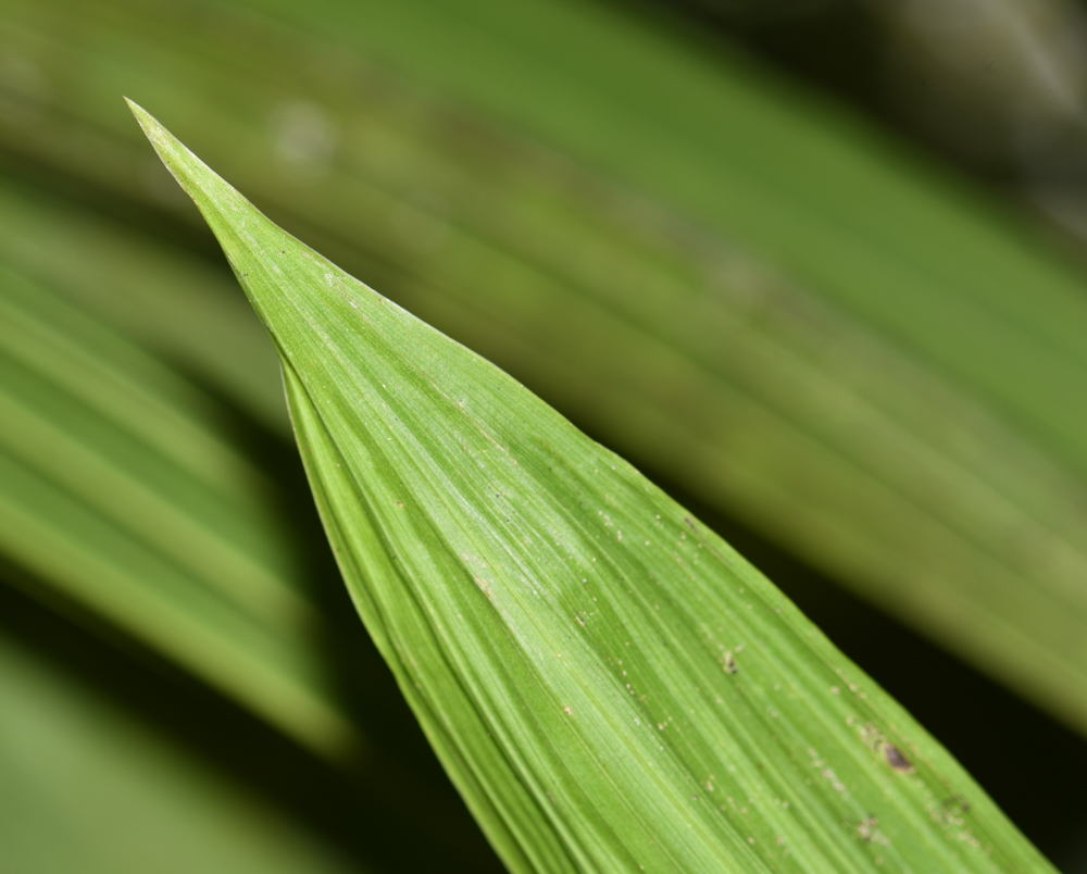 Изображение особи Sudamerlycaste locusta.