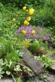 Tulipa sylvestris