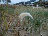 Imperata cylindrica