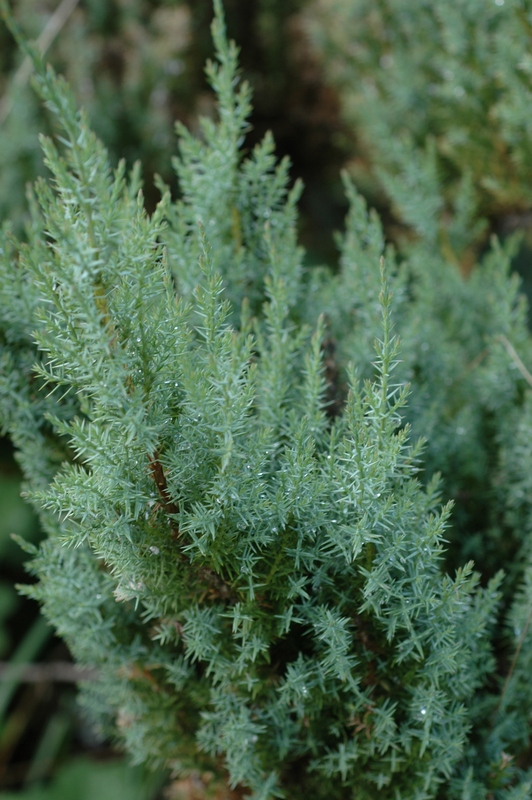 Image of Juniperus davurica specimen.