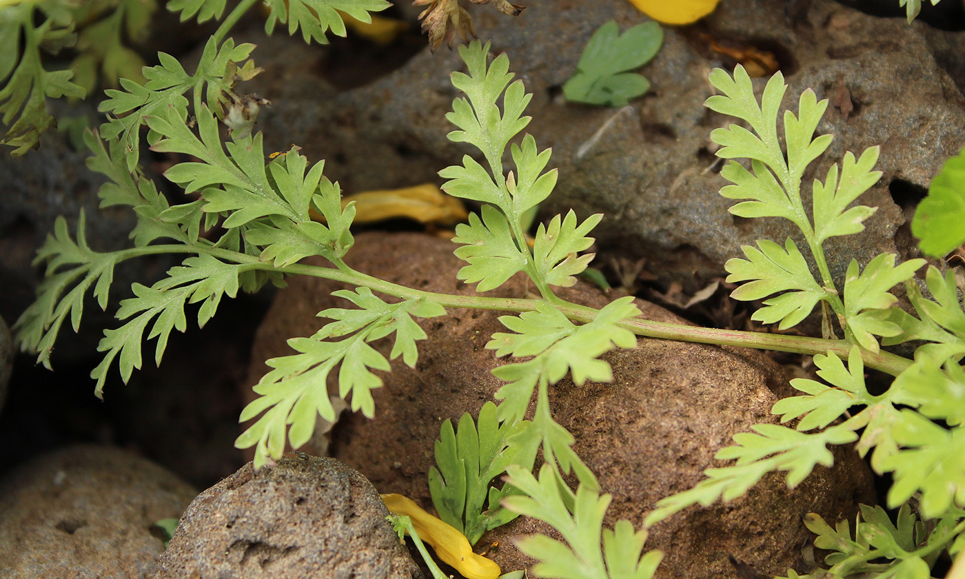 Изображение особи Corydalis speciosa.