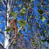 Betula pendula. Ветвь с соцветиями. Чувашия, окр. г. Шумерля. 5 мая 2005 г.