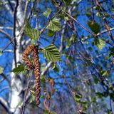 Betula pendula