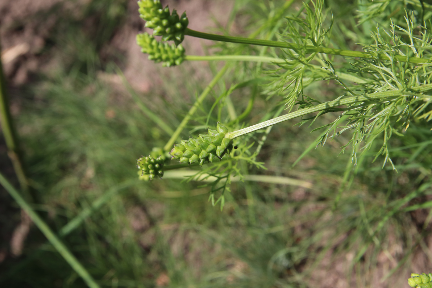 Image of Adonis flammea specimen.