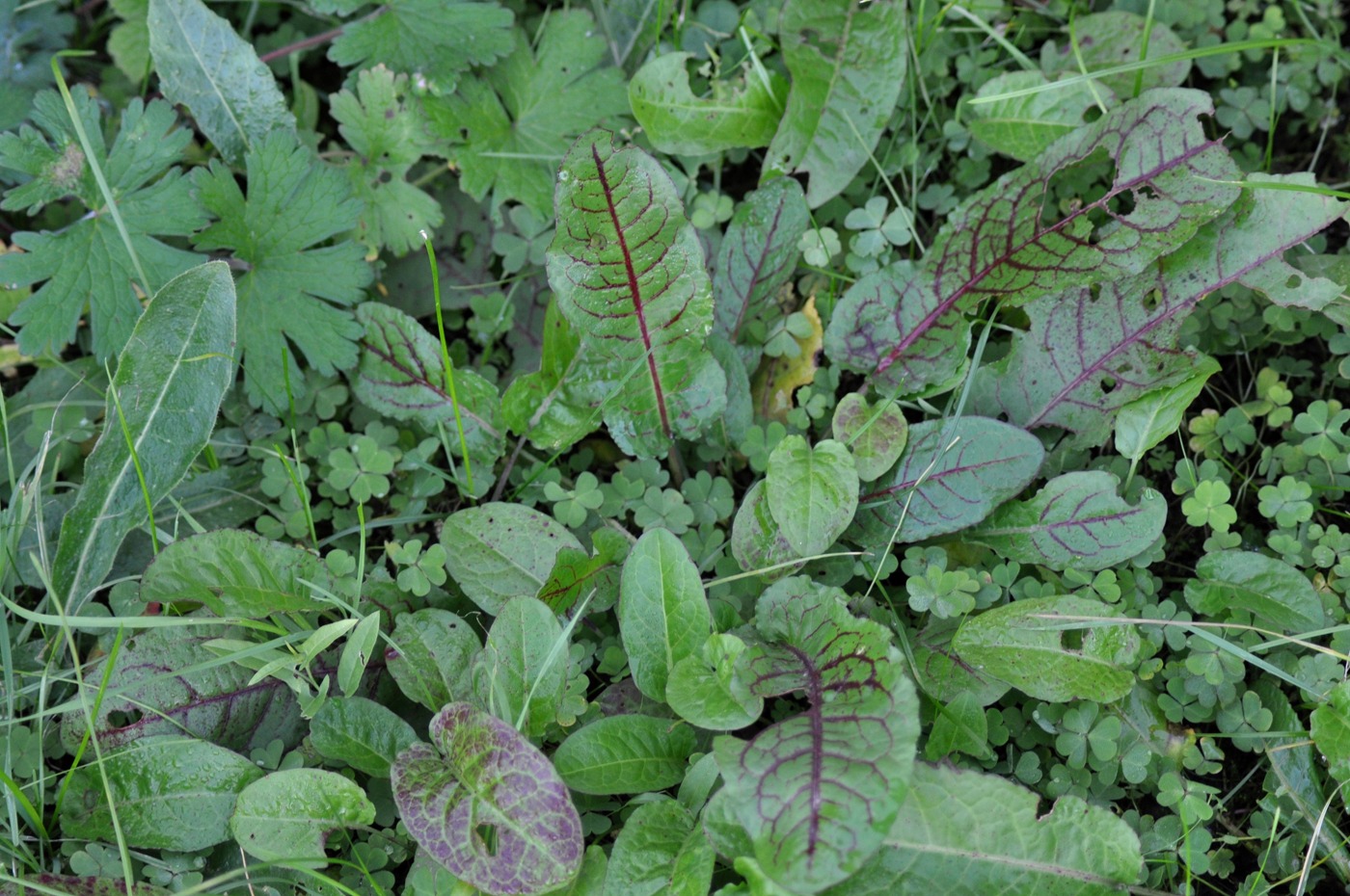 Image of Rumex sanguineus specimen.