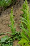 Verbascum thapsus