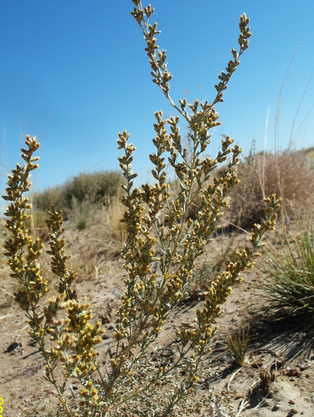 Image of genus Artemisia specimen.