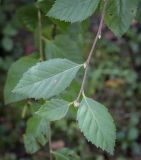 Betula ovalifolia