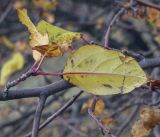 Malus domestica. Лист в осенней окраске (видна абаксиальная поверхность). Республика Удмуртия, Каракулинский р-н, Ныргындинское сельское поселение, дер. Зуевы Ключи, суходольный луг. 08.10.2021.