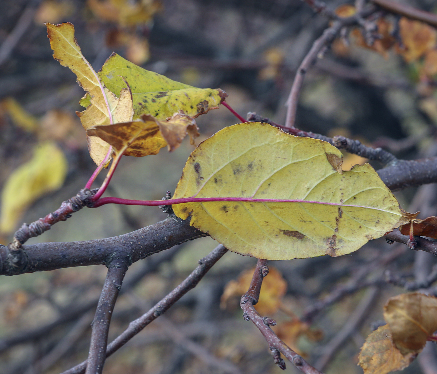 Изображение особи Malus domestica.