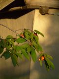 Cerasus avium