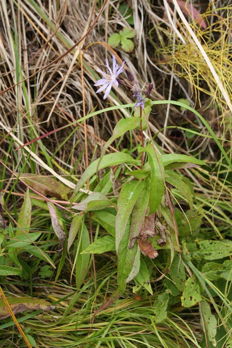 Изображение особи Lactuca sibirica.