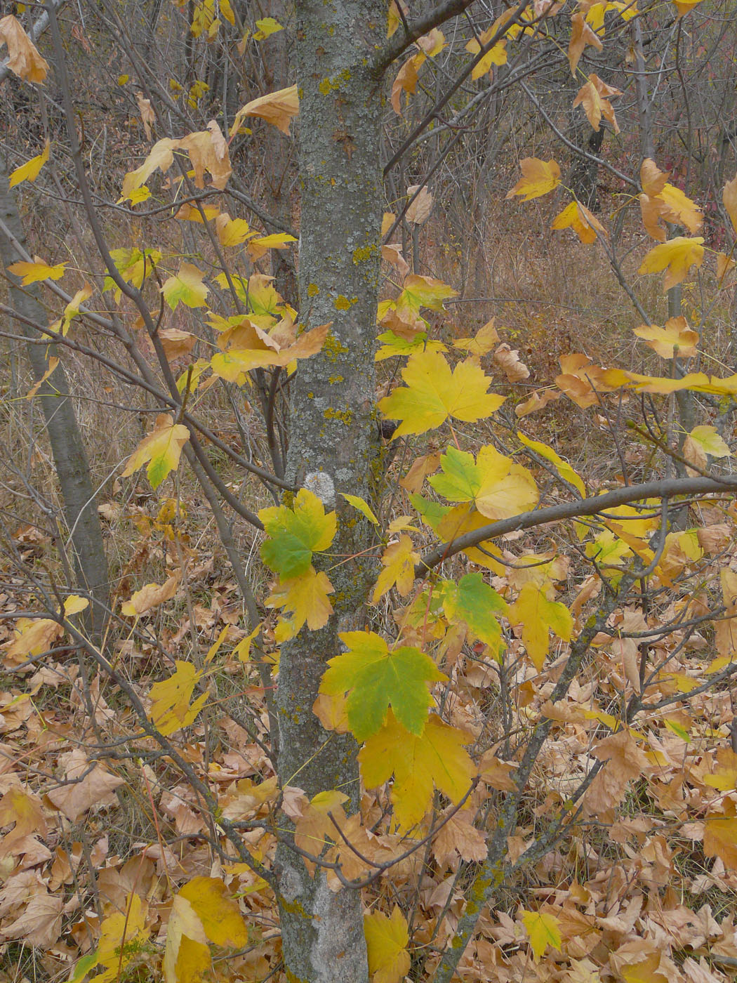 Изображение особи Acer pseudoplatanus.