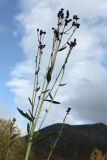 Cirsium setosum. Верхушка расцветающего растения. Мурманская обл., г. Кировск, окр. заброшенного ж.-д. вокзала, молодой мелколиственный лесок на месте снятых ж.-д. путей. 16.09.2021.