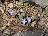 Viola sacchalinensis